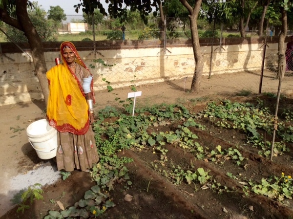 collecting cucumbers 600